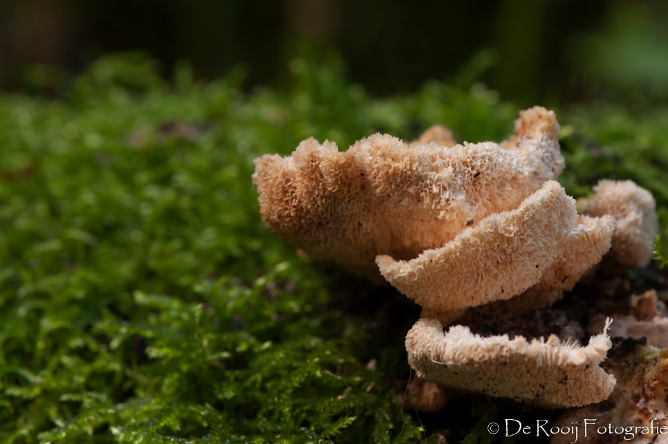 Kleine scherptediepte macrofotografie