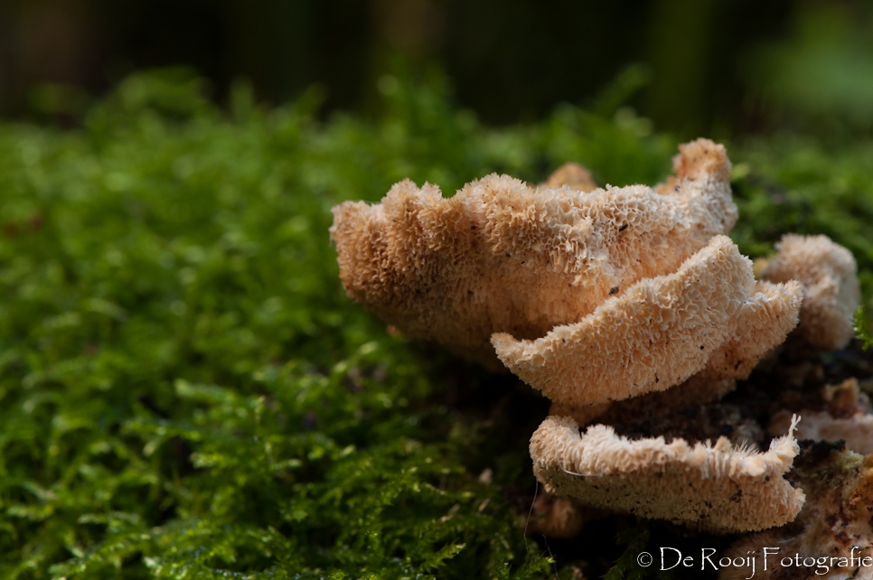 Paddenstoelen Fotograferen