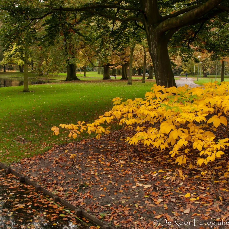 Herfstkleuren Fotograferen