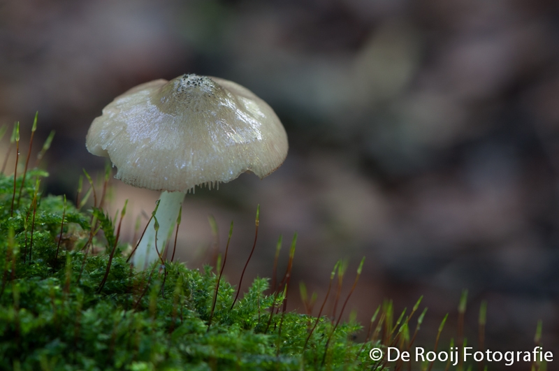 Fotograferen in de herfst