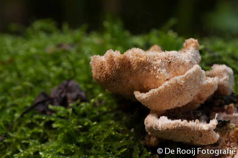 Tips voor herfstfotografie