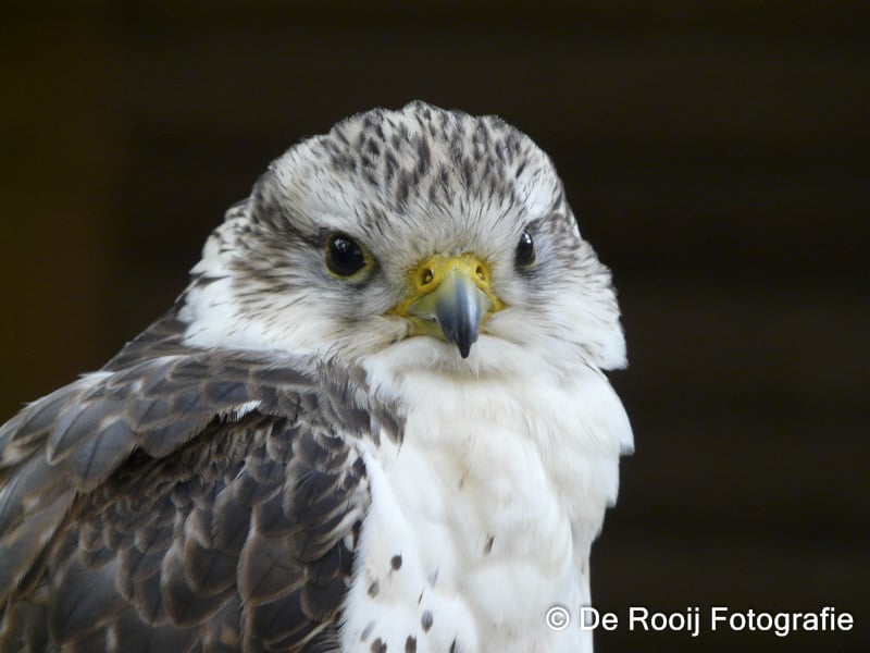 Dieren scherp fotograferen