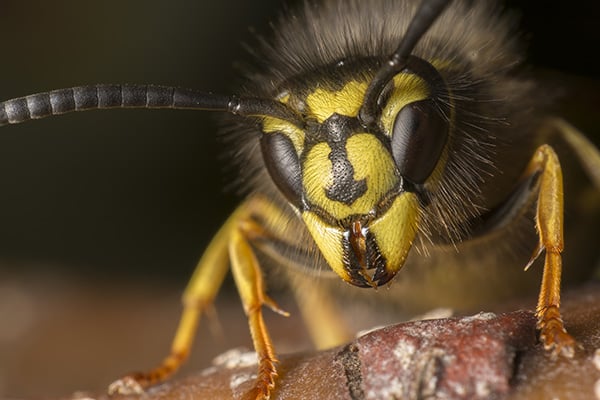 Macrofoto met Omkeerring