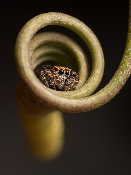 Macrofoto met Omkeerring