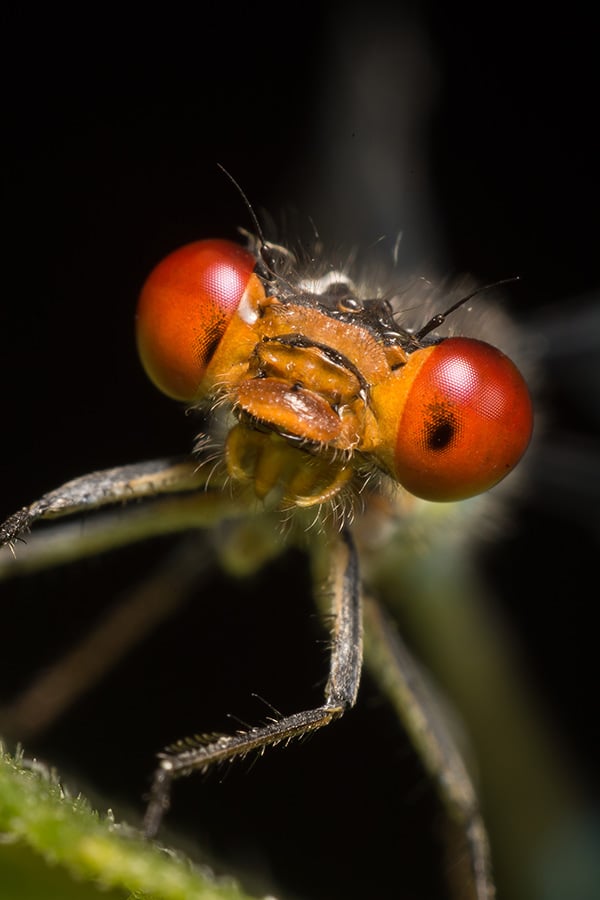 Macrofoto met Omkeerring