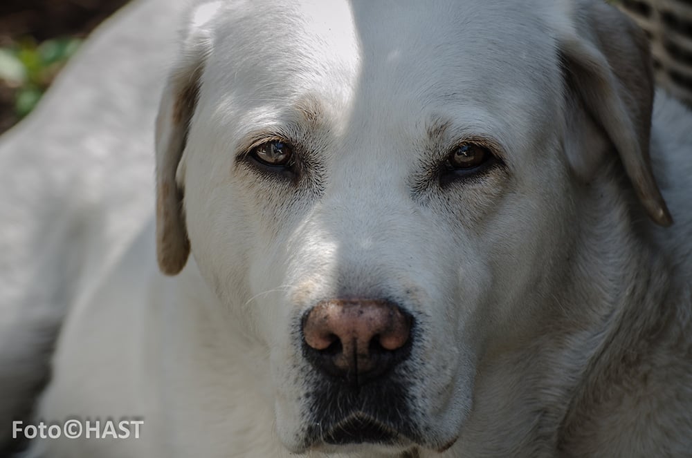 Hond gefotografeerd met de Tamron 70-300mm