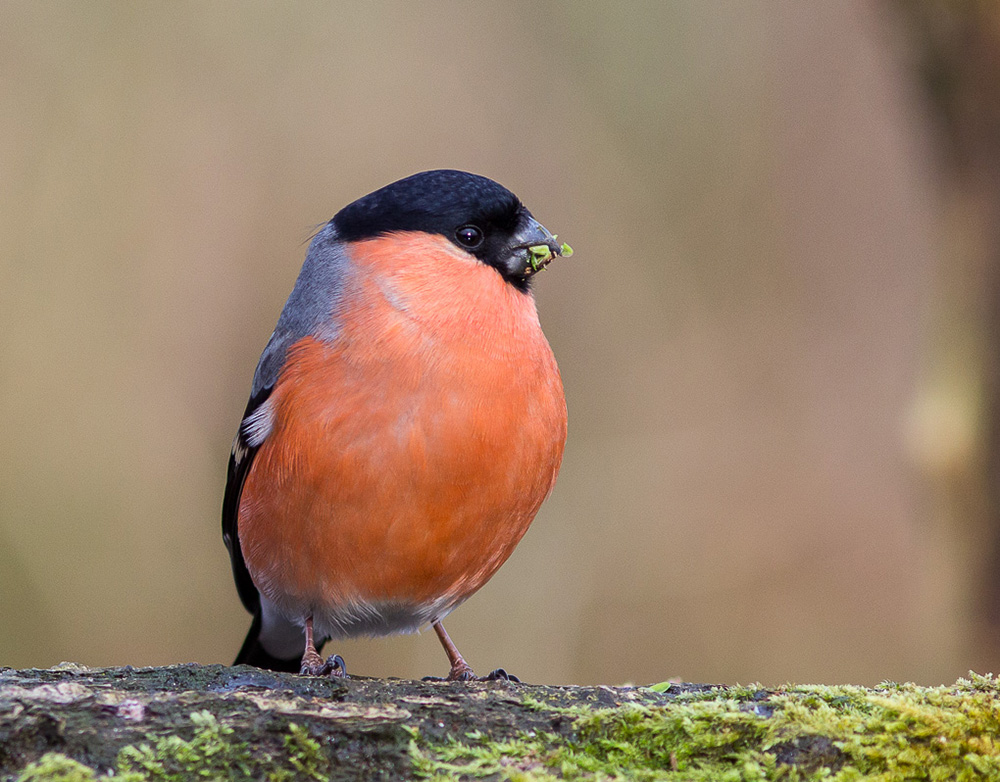 Foto gemaakt met de Canon EF 300mm