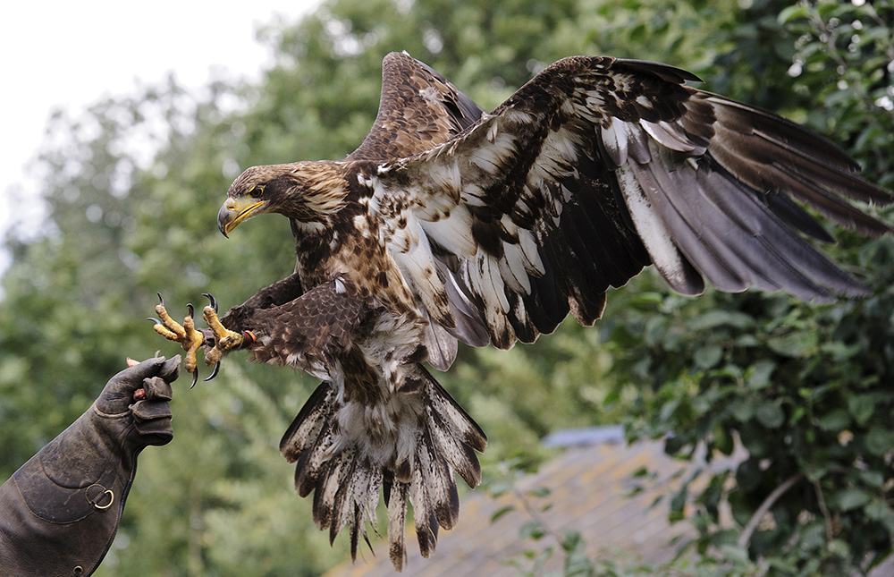 Foto van Kees Gravendeel met Nikon 70-200mm