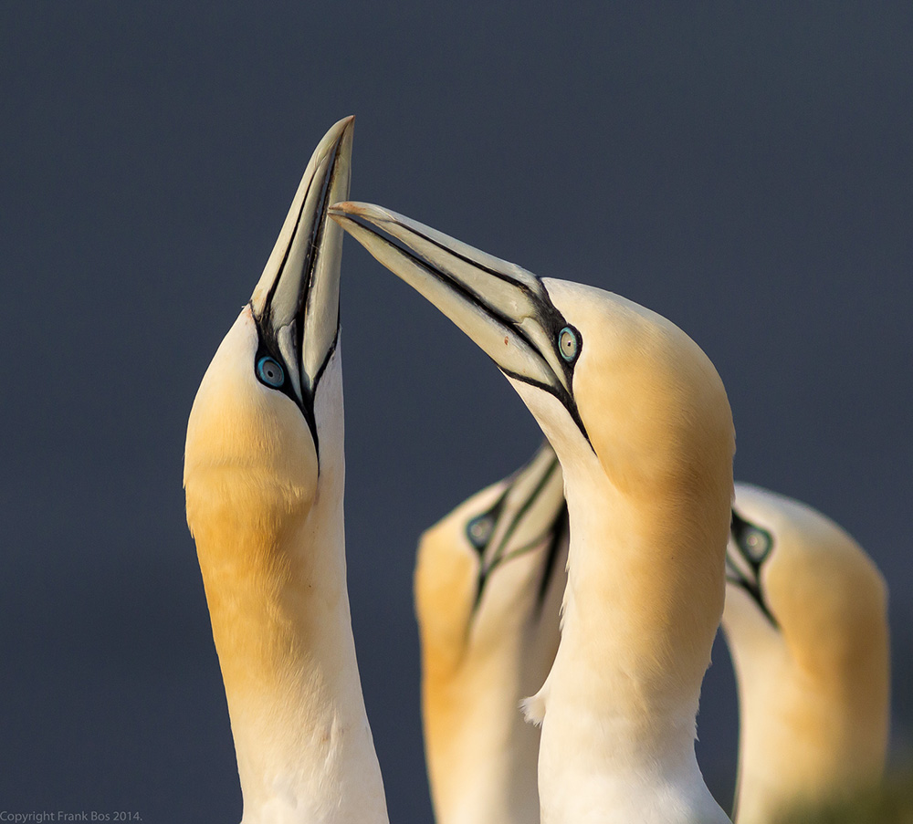 Vogelfotograaf Frank Bos