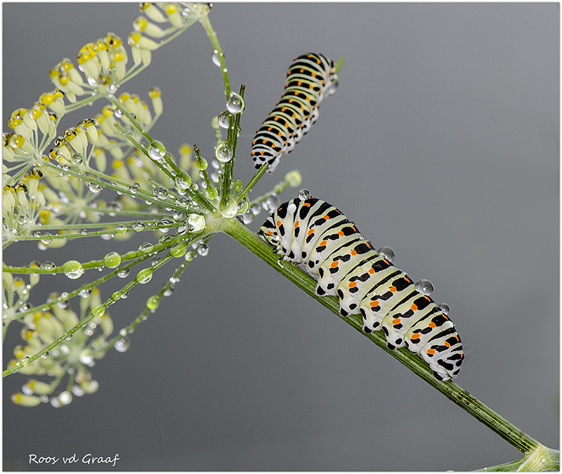 Gebruikerservaring Nikon 105mm VR Macro