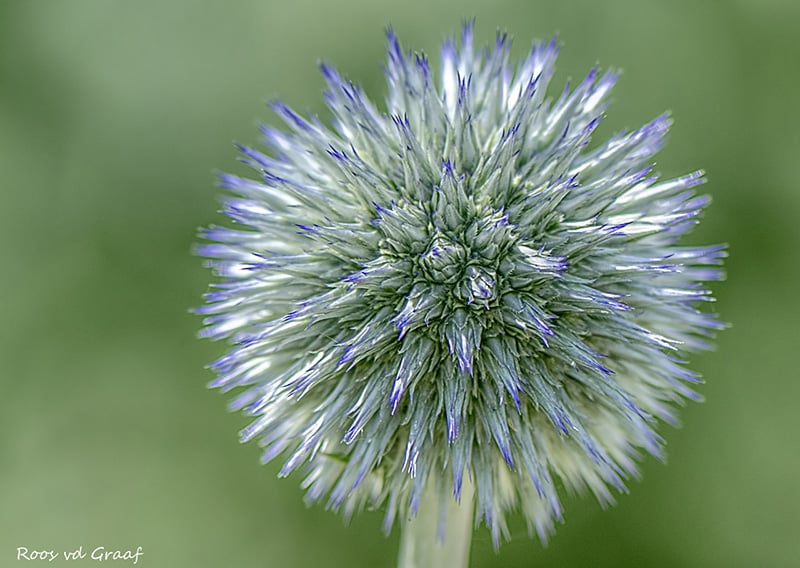 Foto gemaakt met de Nikon 105mm VR