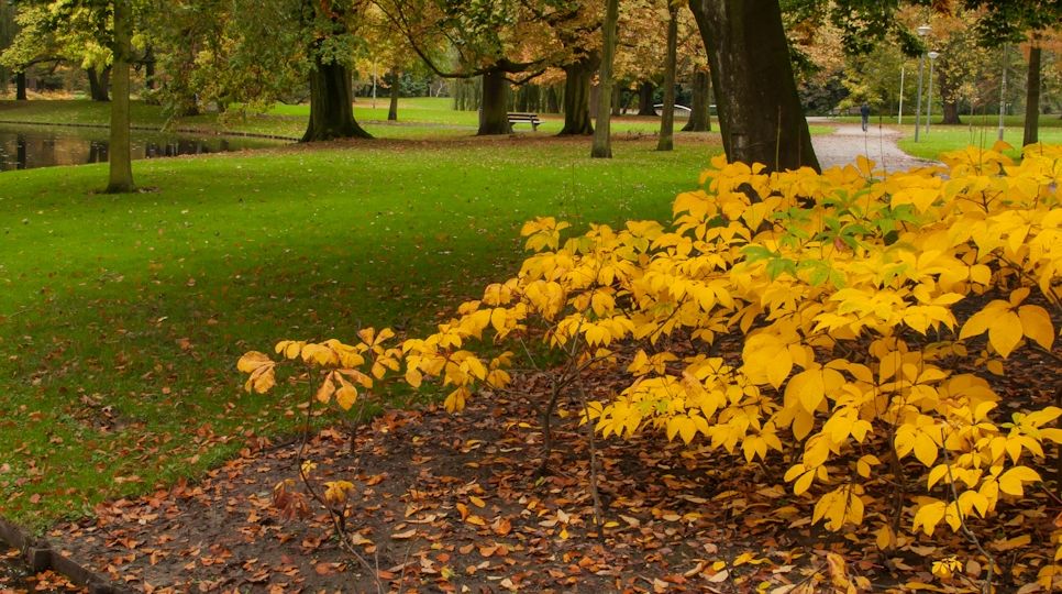 Herfstkleuren Fotograferen