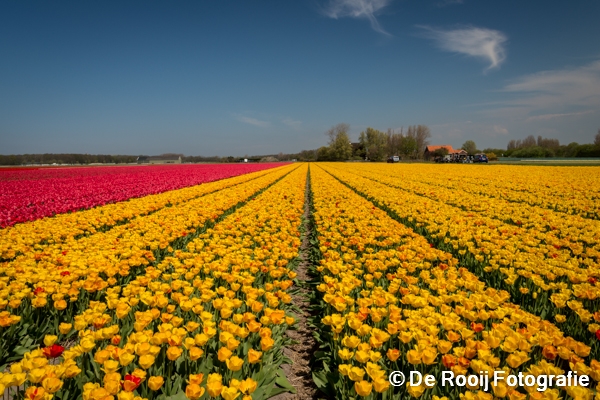 Bloemenvelden Fotograferen