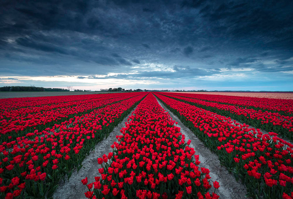 Workshop tulpenfotografie in de Flevoland (Michael Kamp)