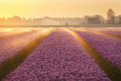 Workshop tulpenfotografie in Nederland