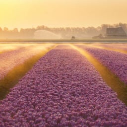 Workshop tulpenfotografie in Nederland