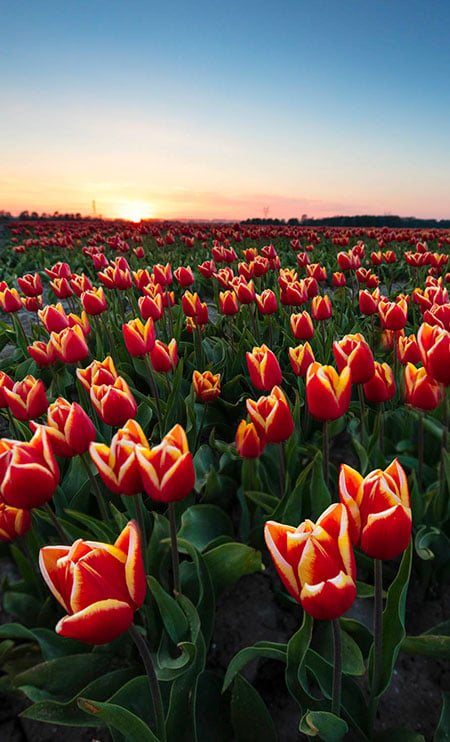 Workshop tulpenfotografie in de Noordoostpolder (Michael Kamp)