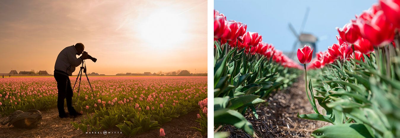 Workshop Tulpenfotografie in Noord-Holland (Marcel Witte)