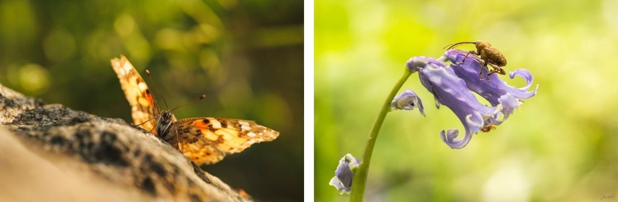 Macrofotografie