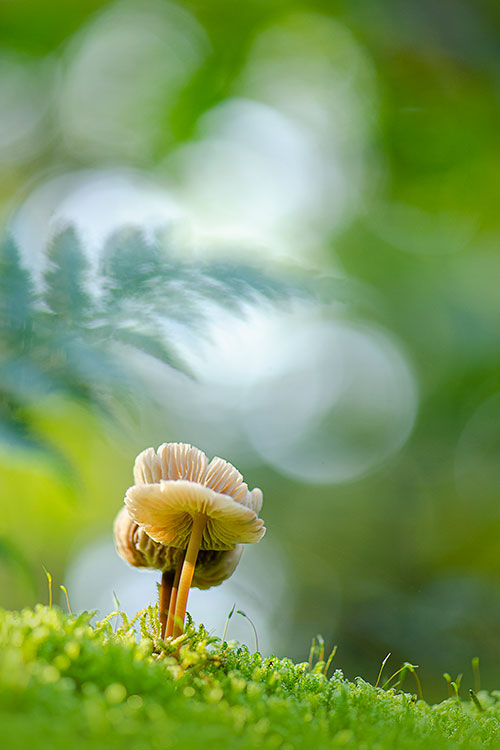 Cursus macrofotografie - Paddenstoelen fotograferen