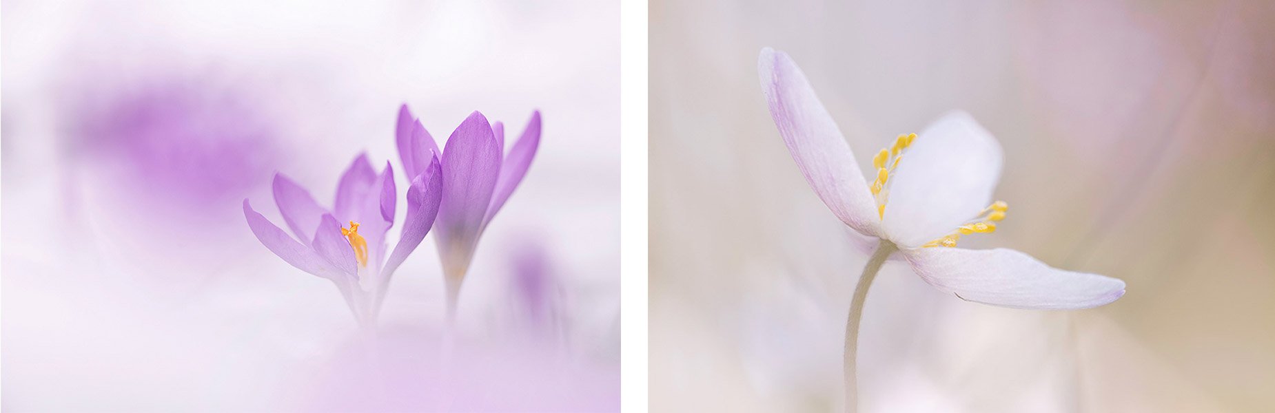 Workshop Macrofotografie volgen - Foto van Paula de Vreeze (links) en Natascha Verbij (rechts)