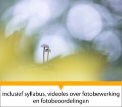 Workshop macrofotografie in de herfst - Paula de Vreeze