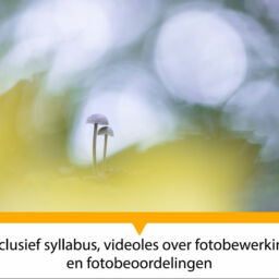 Workshop macrofotografie in de herfst - Paula de Vreeze