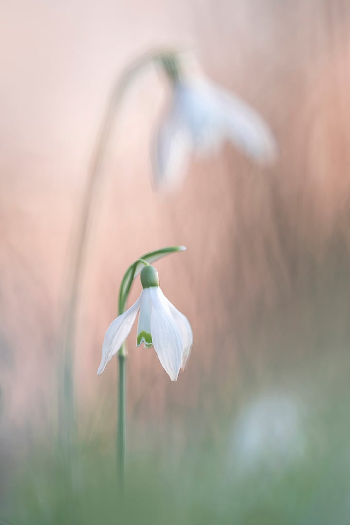 Workshop Macrofotografie - Winterklokjes fotograferen