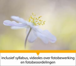 Workshop macrofotografie van Paula de Vreeze