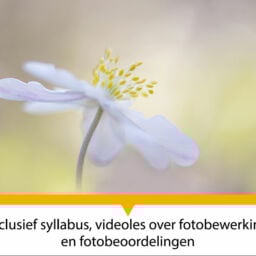 Workshop macrofotografie van Paula de Vreeze