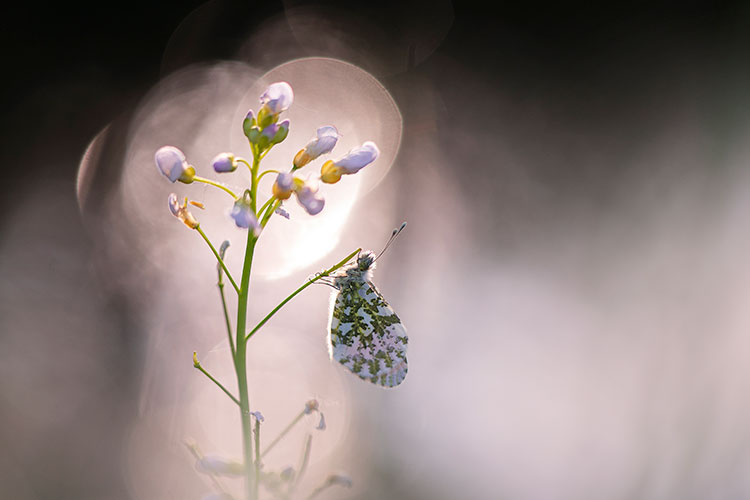 Workshop macrofotografie - Vlinders fotograferen