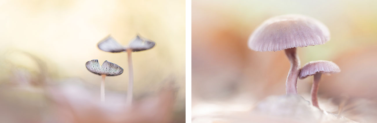 Workshop macrofotografie (paddenstoelen) - Paula de Vreeze & Natascha Verbij