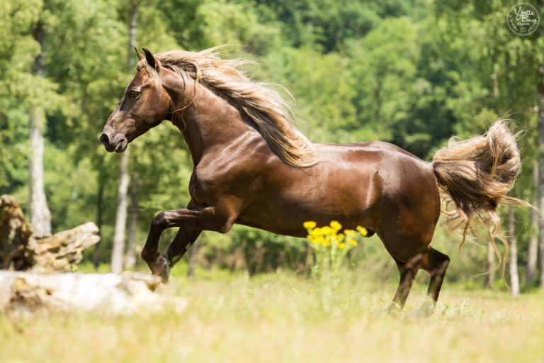 paarden fotografie je werk veld breed houden