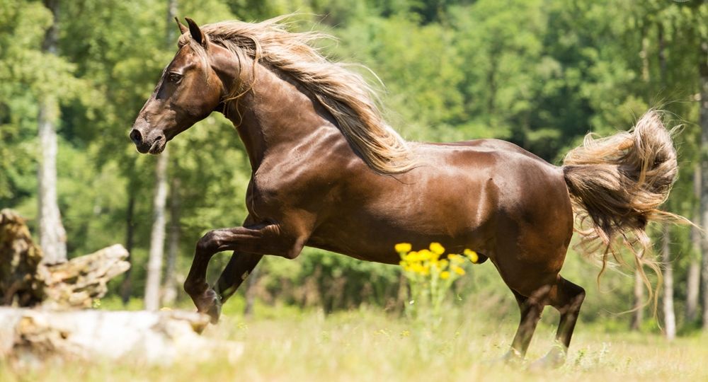 Ik ben begonnen met paardenfotografie