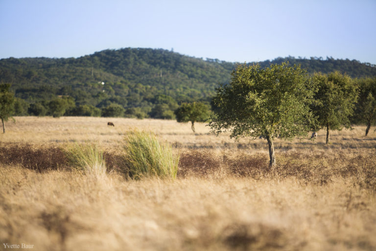 Telelens gebruiken bij landschappen