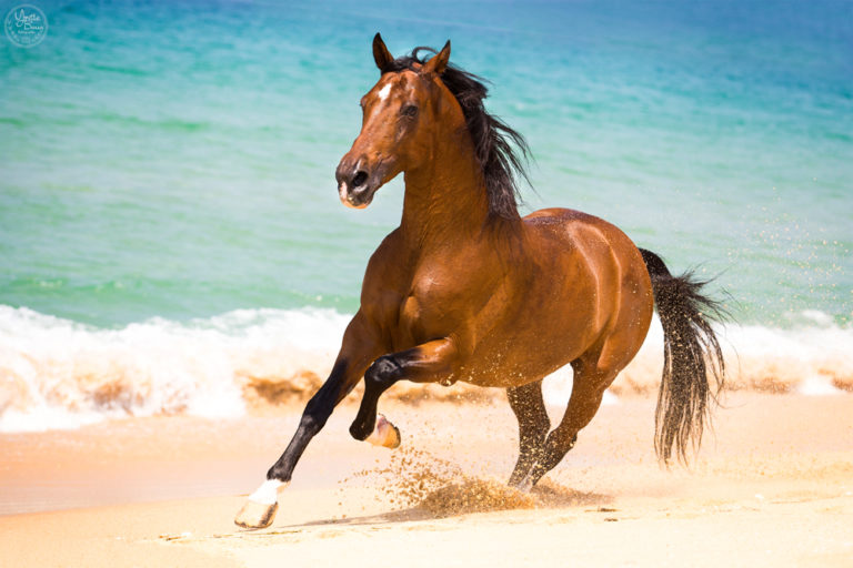 Het eindresultaat een paard los op het strand