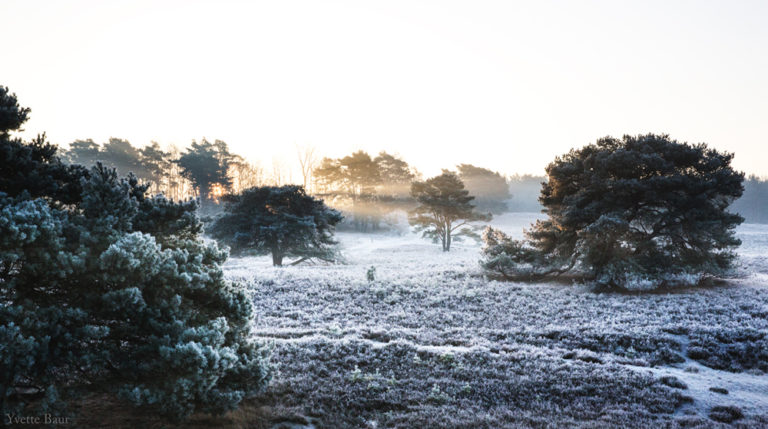 De zon schijnt door de bomen