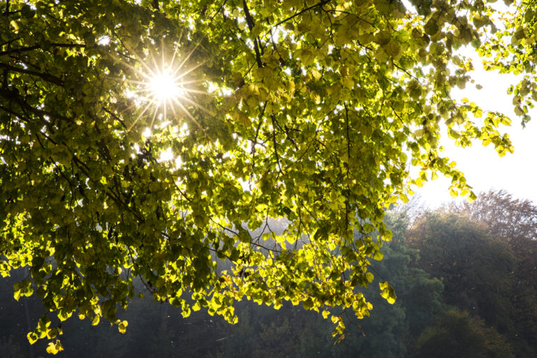 Laat de zon door een boom schijnen