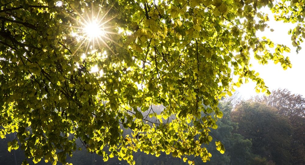 Laat de zon door een boom schijnen