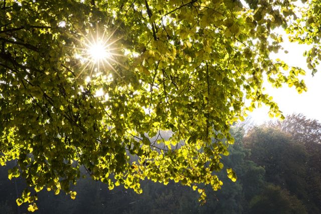 Laat de zon door een boom schijnen