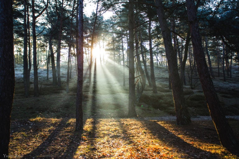 De zonnestralen in het bos