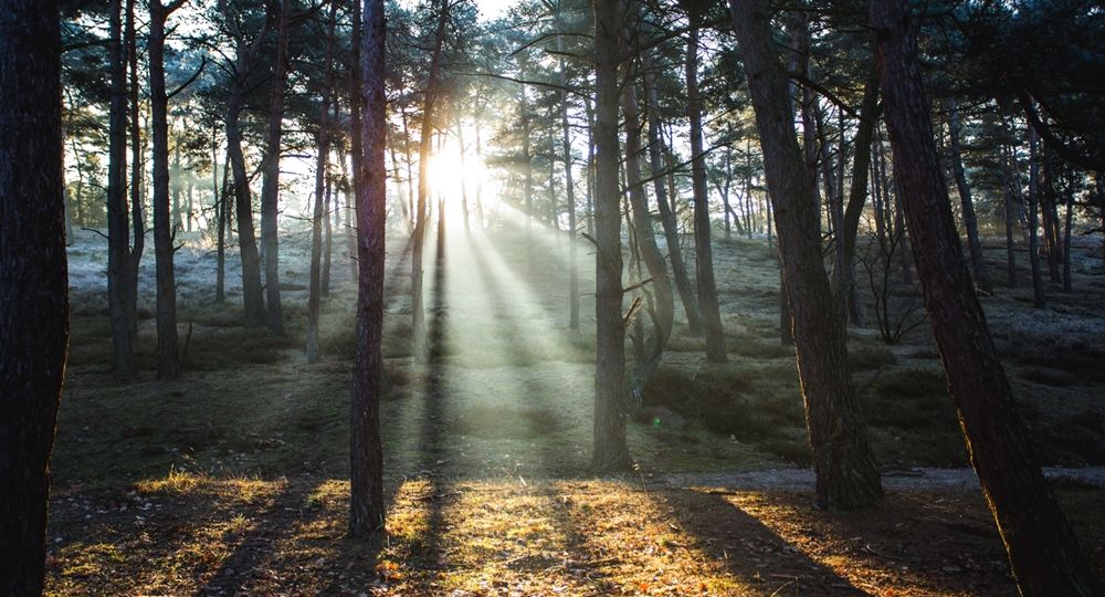 De zonnestralen in het bos