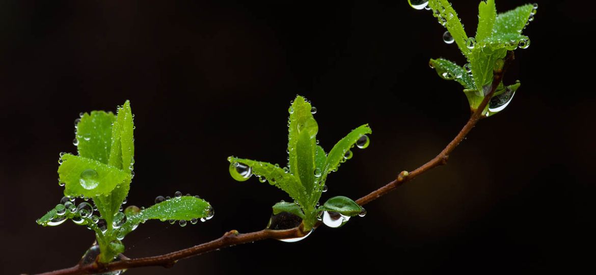 Macro Fotografie Simon Kuyvenhoven tips De Rooij Fotografie 3