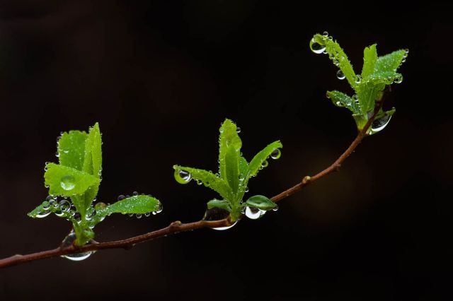 Macro Fotografie Simon Kuyvenhoven tips De Rooij Fotografie 3