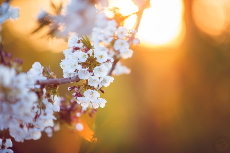 fotograferen in de lente bloesem