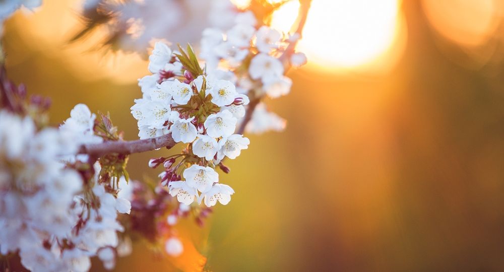 fotograferen-in-de-lente-bloesem