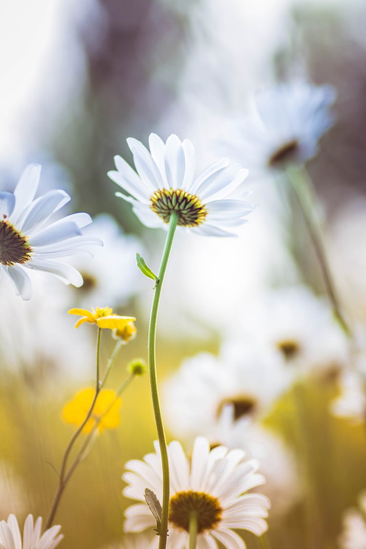 Macrofotografie - Bloemen fotograferen