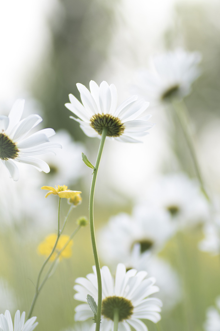 Natuurfotografie - Bloemen fotograferen