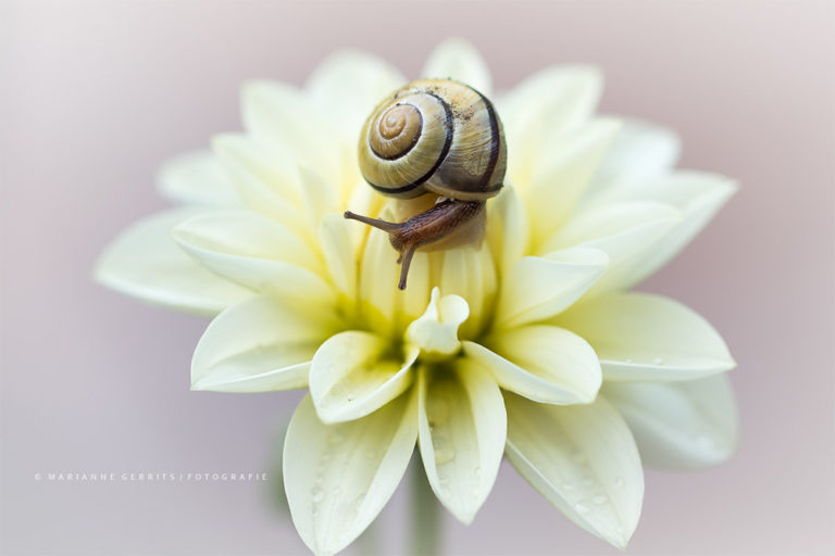 Bloem met slak fotograferen