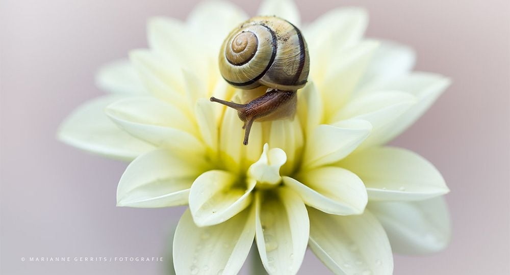 Bloem met slak fotograferen